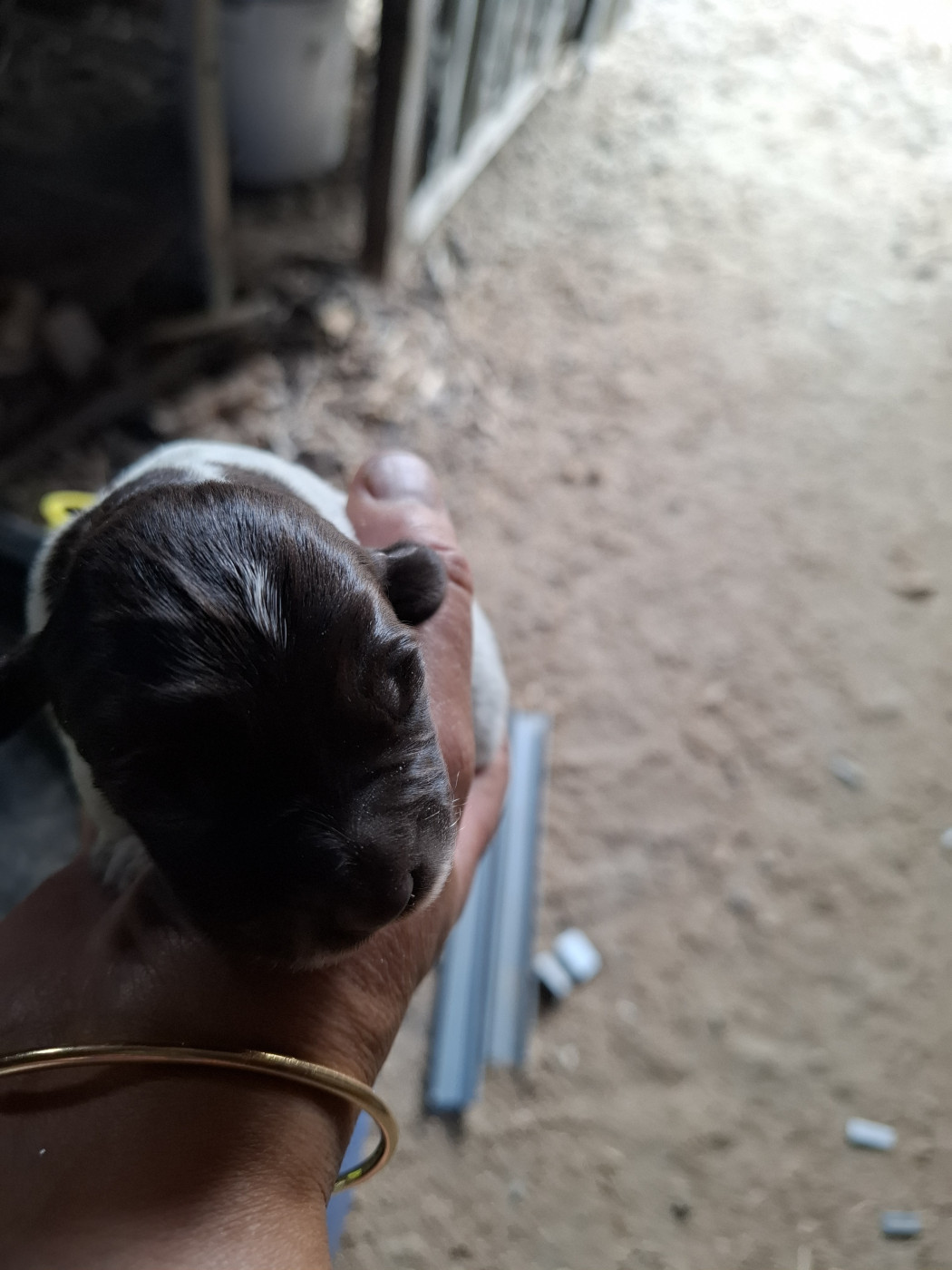 De La Vallee Des Bois Du Bonheur - Chiots disponibles - Griffon d'arrêt à poil dur Korthals