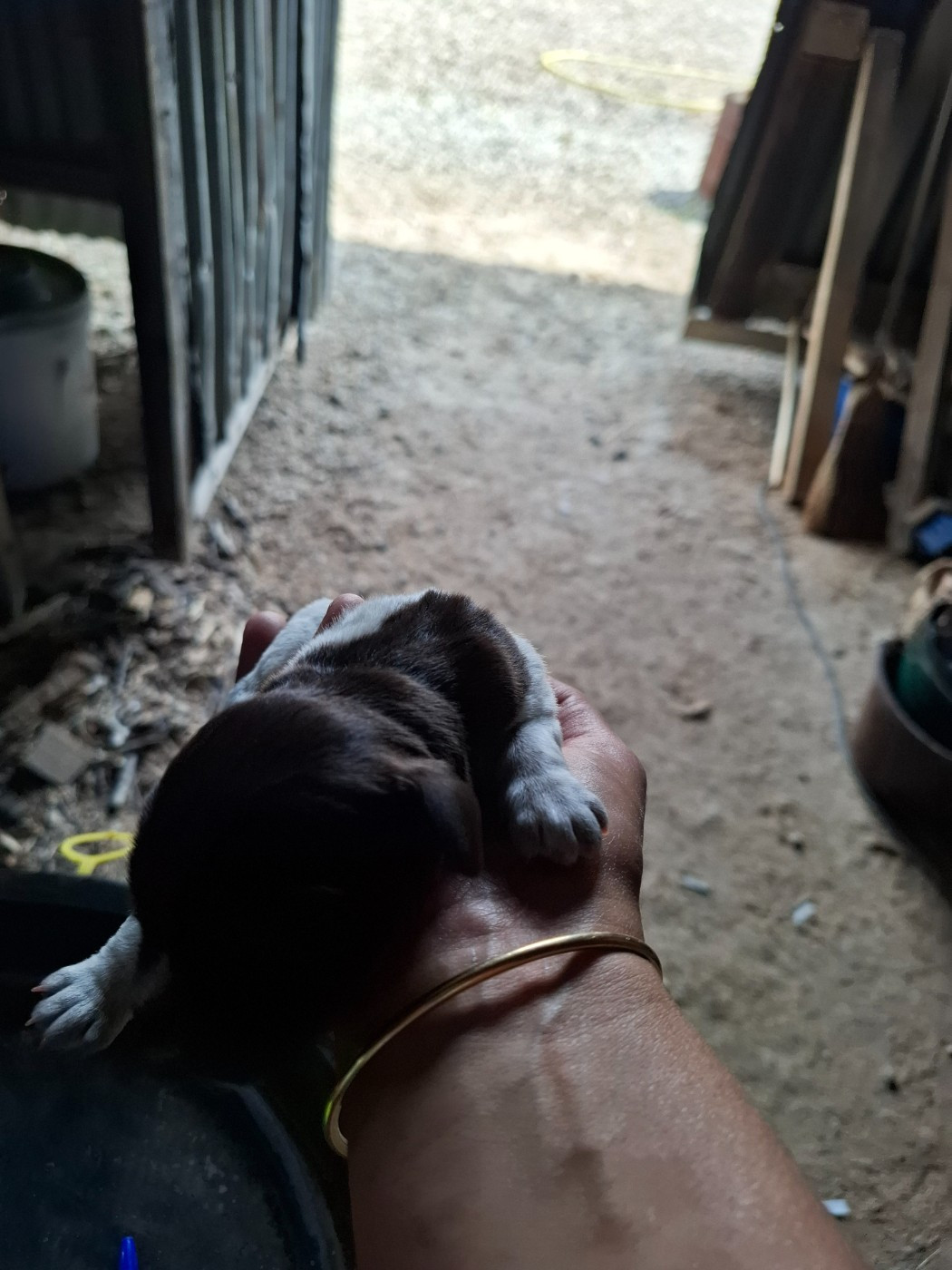 De La Vallee Des Bois Du Bonheur - Chiots disponibles - Griffon d'arrêt à poil dur Korthals