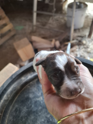 Bandit