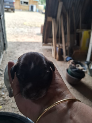 Baïko