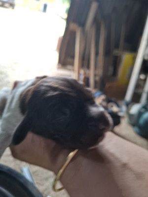 Bud
